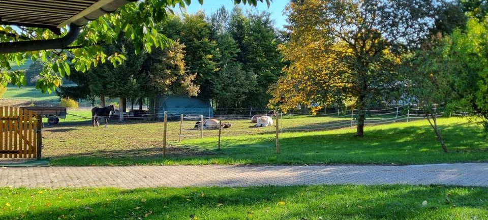 Offenstall / Einstellplatz Pferd in Kommen