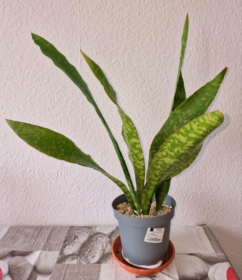 Sanseveria Bogenhanf Dragon, Golden Flame, Pearl Young in Berlin