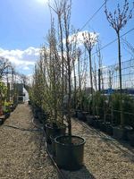 Säulenbuche, Carpinus betulus Niedersachsen - Sögel Vorschau