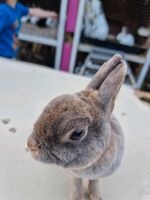 Zwergrex fehloh Selten! Kaninchen Niedersachsen - Warmsen Vorschau