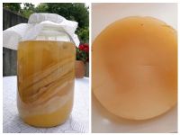 Kombucha Pilze (Scoby) zu verkaufen Bayern - Veitshöchheim Vorschau