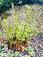 Farn Gartenfarn buschig Bayern - Memmelsdorf Vorschau