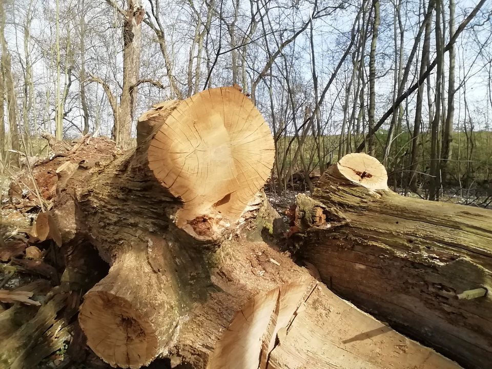 Verschiedene Eichen und Esche Stämme zu verkaufen in Hohenberg-Krusemark