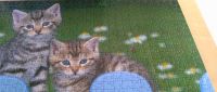 Puzzle Katzen, 1000 Teile Dresden - Weixdorf Vorschau