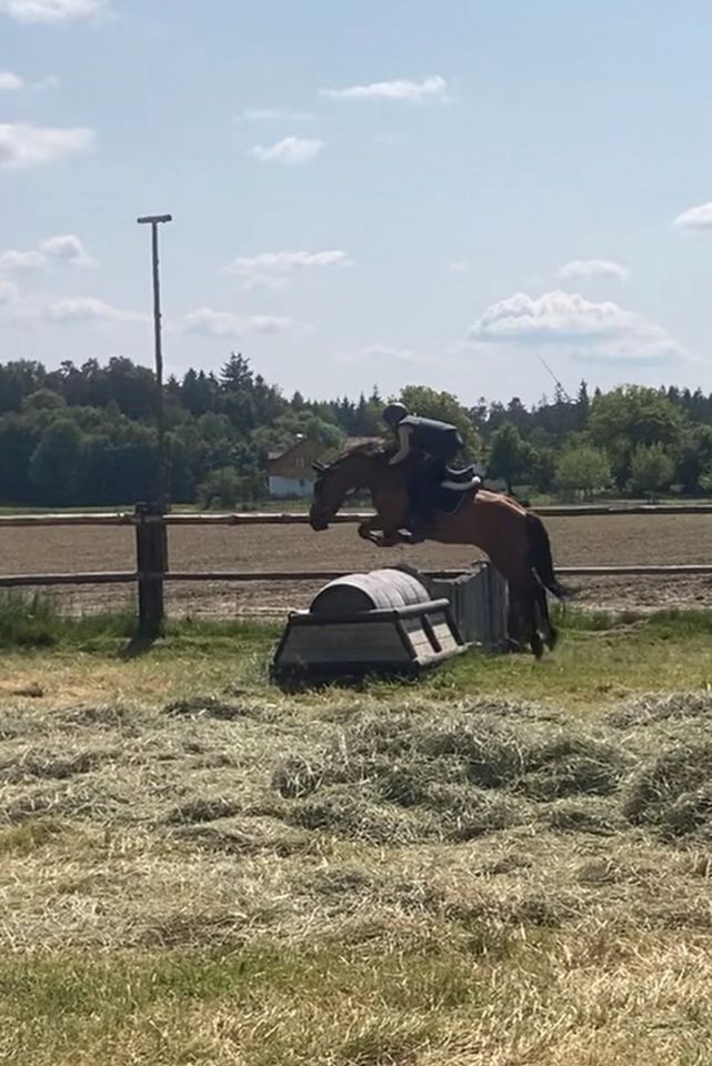 Beteiligung an Traum-Allrounderpony zu verkaufen in Attenkirchen