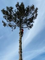 Baumfällungen / Baumklettern / Spezialbaumfällung / Sturmschäden Niedersachsen - Gifhorn Vorschau