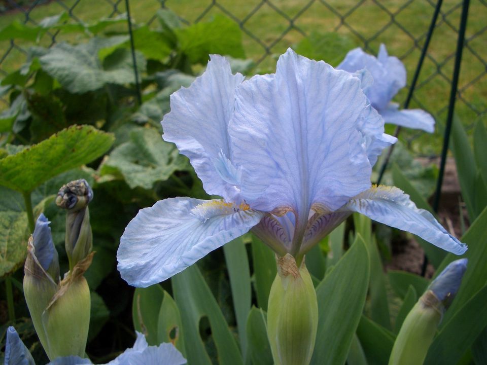 4 hellblaue Zwerg-Schwertlilien Iris Barbata nana Fires of Fidji in Karlstein