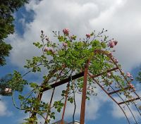 Rosenbogen BARCELONA  Pergola Gartenbogen Torbogen Rosensäule Sachsen - Görlitz Vorschau