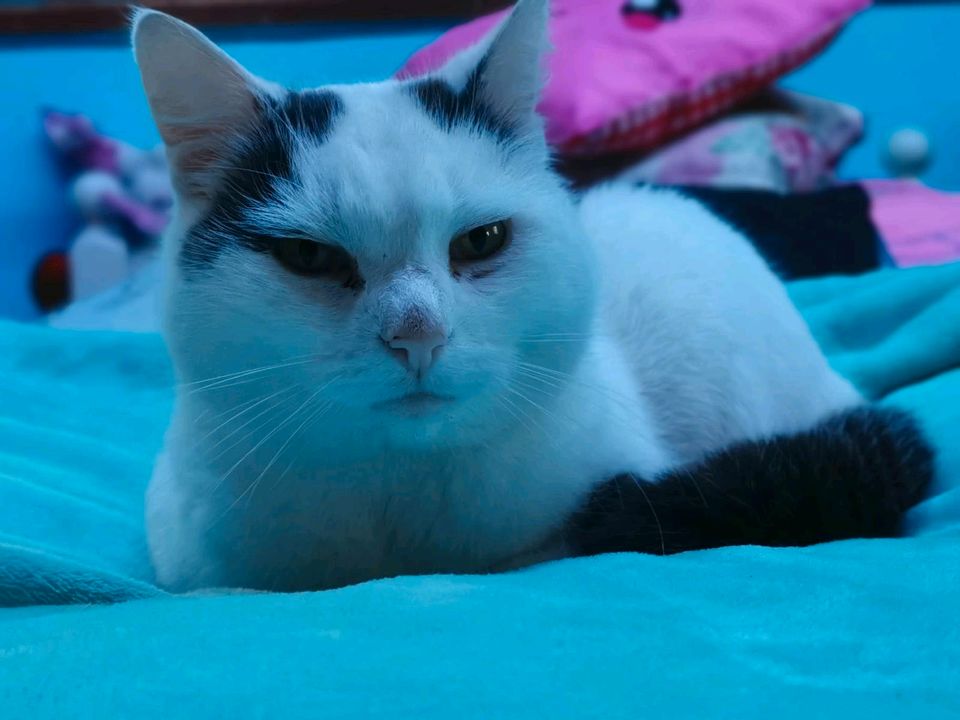 Weisse Katze mit schwarzem Fleck vermisst ERFDE in Erfde