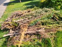 Tuja Baum Holz Reste zum verfeuern Rheinland-Pfalz - Montabaur Vorschau