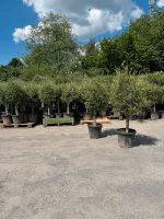 Olivenbaum❗️Olea Europaea❗️Olive Nordrhein-Westfalen - Oberhausen Vorschau