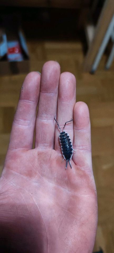 Porcellio Hoffmanseggii in Nürtingen