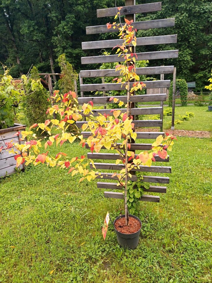 Judasbaum Cercis Eternal Flame Japangarten Formgehölz Pflanzen in Bogen Niederbay