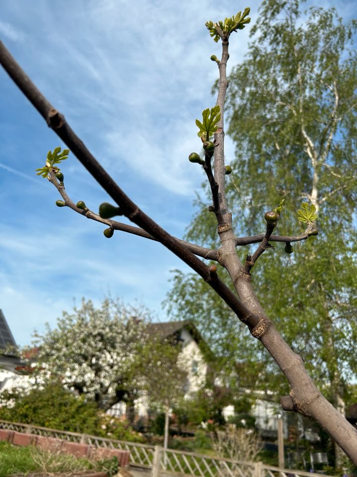 Feigenbaum mini 3Meter in Büttelborn