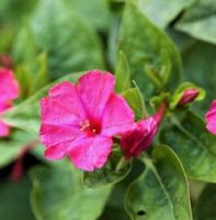 Wunderblumensamen Wunderblume gelb und pink Nordrhein-Westfalen - Neuss Vorschau