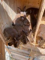 Graue Wiener Kaninchen zu Verkaufen Baden-Württemberg - Bad Schussenried Vorschau