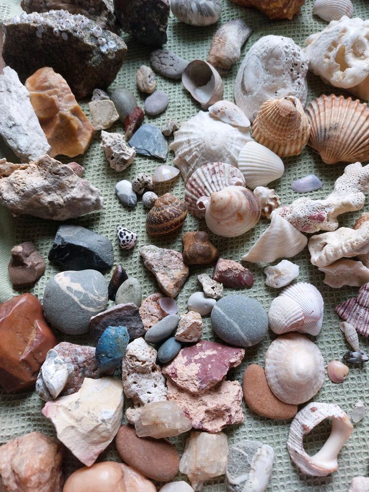 Strandgut Steine Schnecken Früchte Muscheln Maritim in Oßling