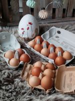 Frische Eier aus Hobbyhaltung * von Privat Schleswig-Holstein - Hasenkrug bei Brokstedt Vorschau