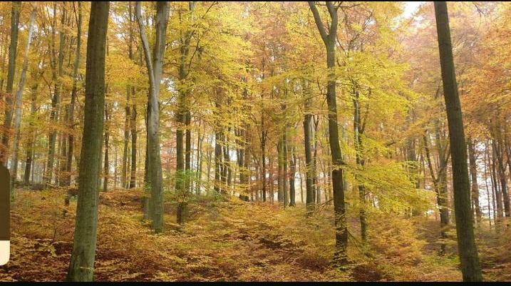 Wald Wiese Feld in Brohl