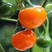 Paprika "Goldball" Samen Niedersachsen - Drochtersen Vorschau