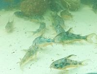 Corydoras paleatus marmorierter Panzerwels Niedersachsen - Celle Vorschau