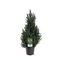 Blaue Zwerg-Zuckerhutfichte Picea glauca 'Sander's Blue' 60-80cm Nordrhein-Westfalen - Nordkirchen Vorschau