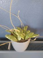 Hoya sigilatis AH001, große etablierte Zimmerpflanze Porzellan Hessen - Waldems Vorschau