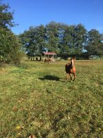 Offenstall, Pferdeweide in Fischerhude Niedersachsen - Ottersberg Vorschau