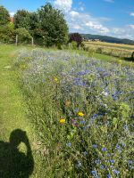 Wildblumenwiese,  Blühstreifen ,Blumenwiese, Wiese,Wildschaden Nordrhein-Westfalen - Preußisch Oldendorf Vorschau