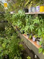 Bio Tomaten Pflänzchen groß, verschiedene Sorten Kr. Altötting - Töging am Inn Vorschau