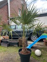 Trachycarpus fortunei Palme Nordrhein-Westfalen - Leverkusen Vorschau