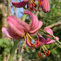 Wildpflanze - heimische Lilien Art: Türkenbundlilie Berlin - Charlottenburg Vorschau