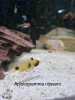 Apistogramma nijsseni, Zwergbuntbarsch Nordrhein-Westfalen - Mönchengladbach Vorschau