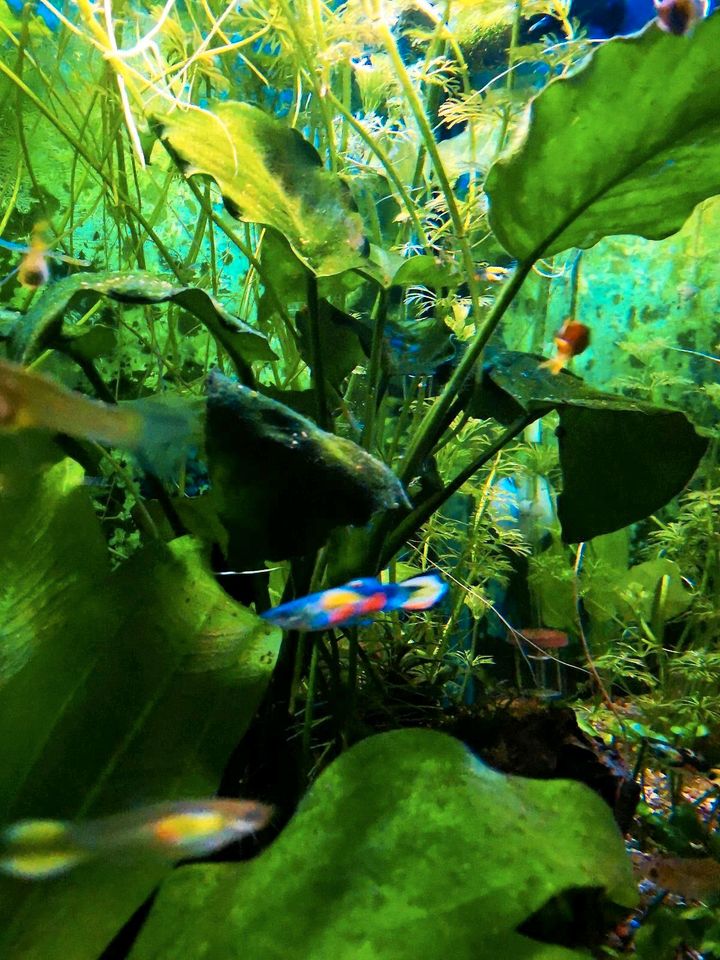 Guppy Bunt in Leipzig