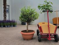 Olivenbaum 'Oleander europaea' (100cm ab Topf) für 149€ - Direkt vom Gärtner! Niedersachsen - Bad Zwischenahn Vorschau
