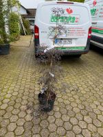 Schwarzer Holunder Sambucus nigra Black Lace 100-150cm Nordrhein-Westfalen - Simmerath Vorschau