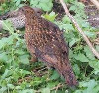 Satyrtragopan  Henne von 2023 Niedersachsen - Estorf Vorschau