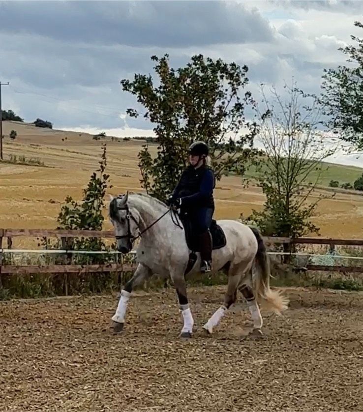 Mobiler Beritt & Reitunterricht in Becherbach