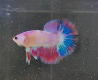 Betta Splendens / Kampffisch / Fancy Halfmoon Männchen Brandenburg - Brück Vorschau