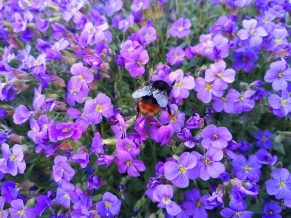 Blaukissen mehrjähriger Bodendecker Boden Decker Samen Aubrieta in Pfedelbach