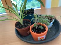 4 Pflanzen  pflegeleicht Bayern - Regensburg Vorschau