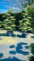 Bonsai Gartenbonsai Formschnitt Niwaki Juniperus Pinus Niedersachsen - Bomlitz Vorschau