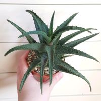 Aloe castilloniae x adams, schöne bläuliche Färbung Kiel - Schreventeich-Hasseldieksdamm Vorschau