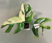 Rhaphidophora Tetrasperma Variegata ALBO - Monstera Minima - Q64 Köln - Zollstock Vorschau