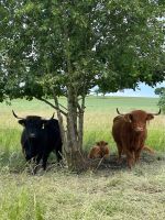 Biete Highlandcattle: 2 Hochlandrind-Kühe m. Kalb und w. Absetzer Bayern - Laberweinting Vorschau