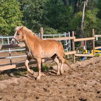 Haflinger Wallach Nordrhein-Westfalen - Erftstadt Vorschau