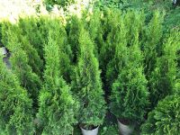 Thuja Smaragd 90-110 cm Heckenpflanzen Sichtschutz Thujas Thujen Baden-Württemberg - Obersulm Vorschau