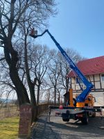 Baumfällen Baumfällungen Sturmschaden Baumschnitt Kontrolle Niedersachsen - Seesen Vorschau