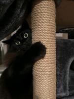 Kater Salem (Norwegische Waldkatze x Ragdoll) Hamburg-Mitte - Hamburg Hamm Vorschau