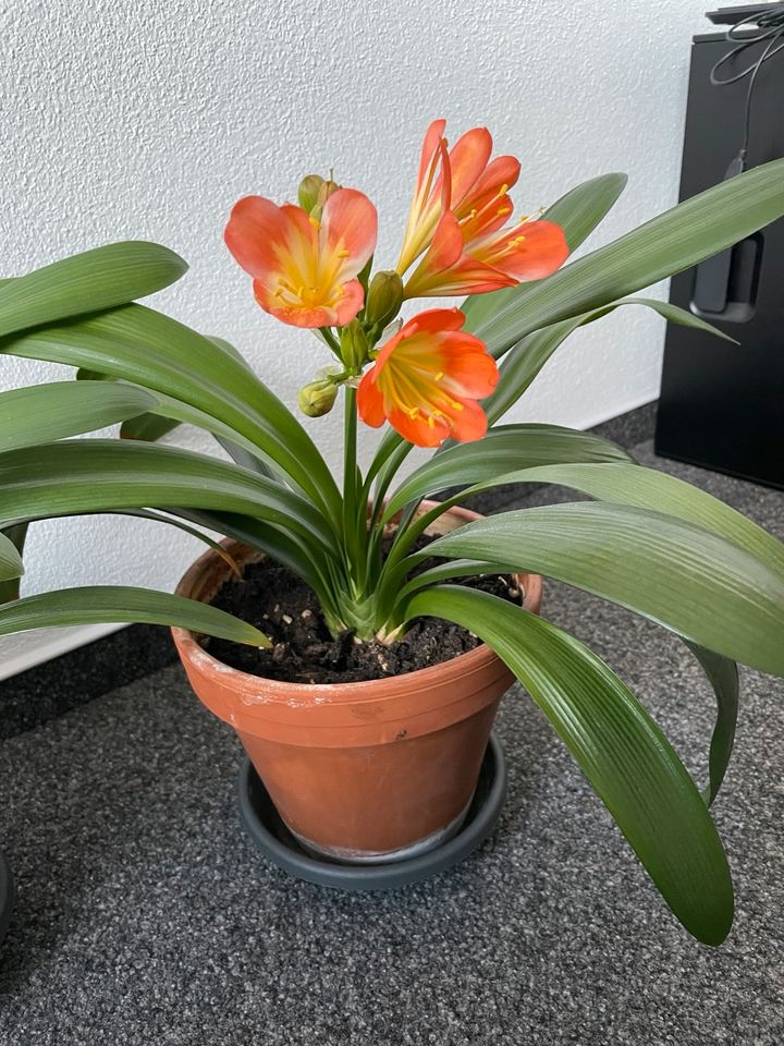 1x Clivia Klivia orange Riemenblatt für 3 € blühend im Tontopf in Chemnitz